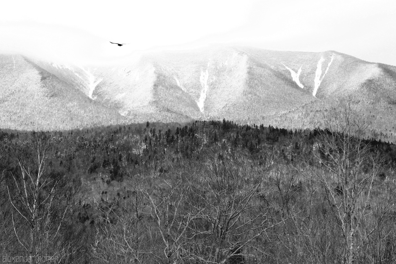 Foto von Adler über verschneiten Wälder in den Green Mountains der USA